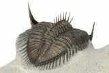 Triple Erbenochile Trilobite Association - Foum Zguid, Morocco #227801-6